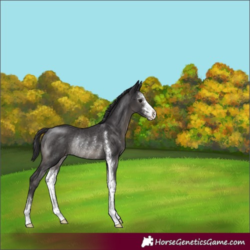 Horse Color:Smoky Black Sabino Appaloosa Rabicano 