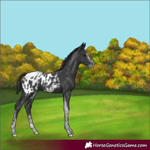 Horse Color:Black Tobiano Frame Appaloosa 