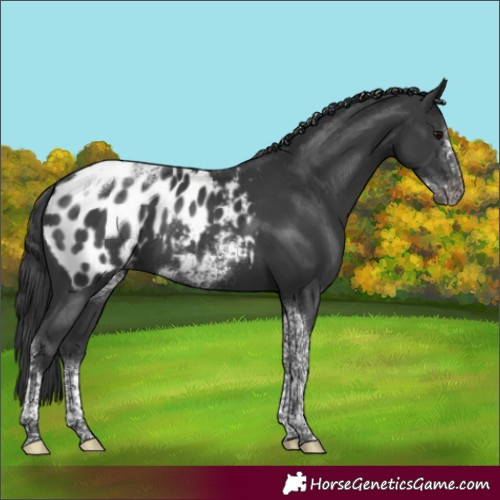 Horse Color:Black Tobiano Frame Blanket