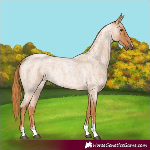 Horse Color:Red Roan 