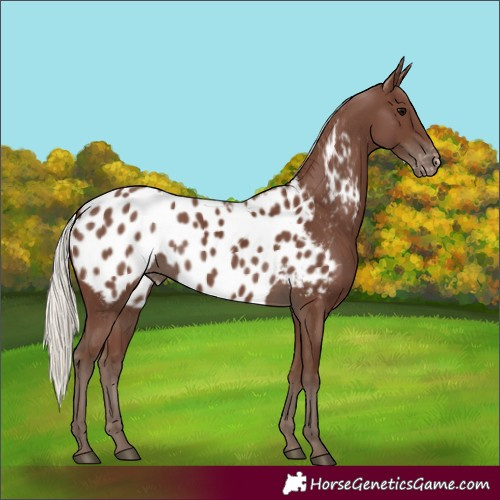 Horse Color:Silver Black Appaloosa 