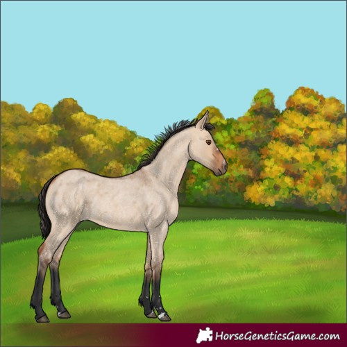 Horse Color:Unknown 