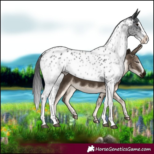 Horse Color:White Spotted Black Splash Near Leopard