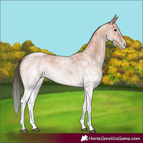 Horse Color:White Spotted Bay Roan 