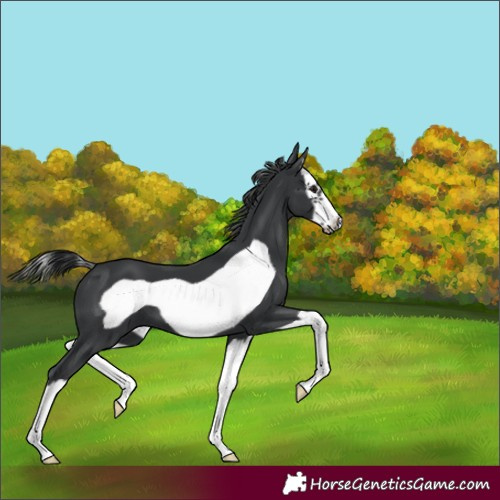 Horse Color:Black Splash Frame