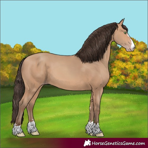 Horse Color:Unknown 