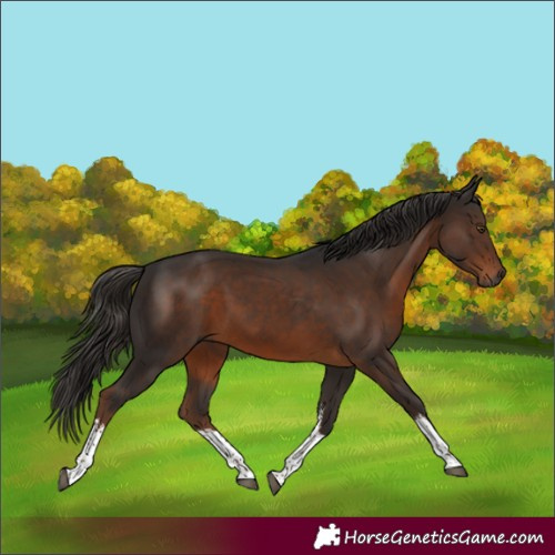 Horse Color:Gray White Spotted Liver Chestnut