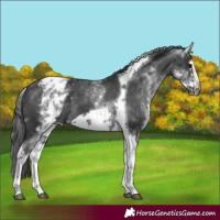 Horse Color:White Spotted Black Splash Tobiano Frame Appaloosa 