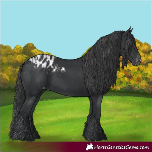 Horse Color:Black Appaloosa and Black Appaloosa