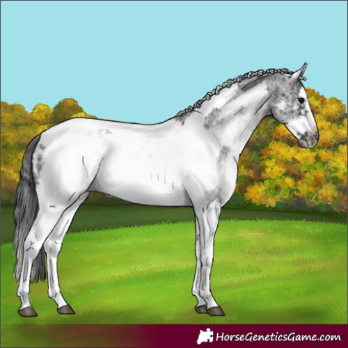 Horse Color:White Spotted Black Splash Tobiano Frame Appaloosa 