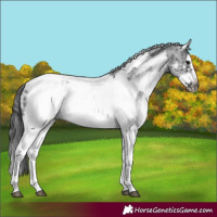 Horse Color:White Spotted Black Splash Tobiano Frame Appaloosa 