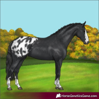 Horse Color:Black Appaloosa  and Black Appaloosa 