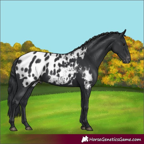 Horse Color:Black Appaloosa