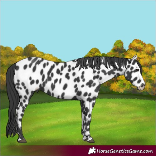 Horse Color:Black Appaloosa