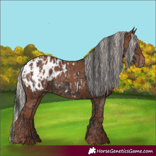 Horse Color:Black Appaloosa and Silver Black Appaloosa