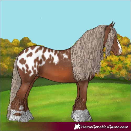 Horse Color:Chestnut Appaloosa 