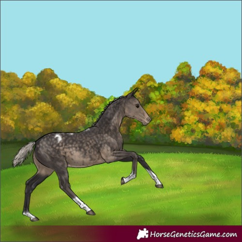 Horse Color:Silver Smoky Black Tobiano Appaloosa Rabicano