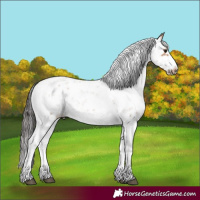 Horse Color:Bay Dun Sabino Frame Rabicano