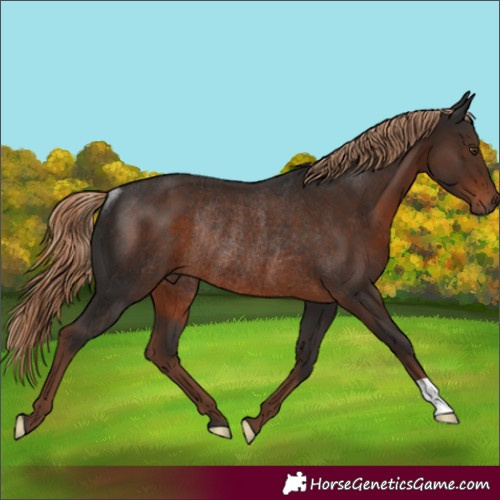 Horse Color:Liver Chestnut Rabicano 