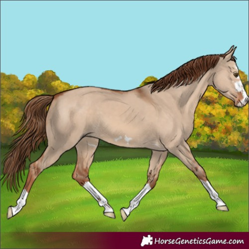 Horse Color:Red Dun