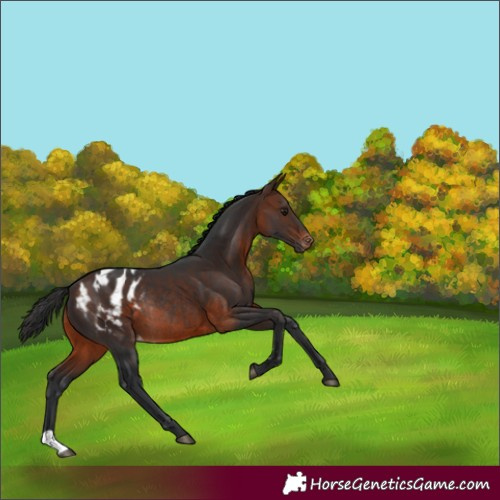 Horse Color:Brown Appaloosa Rabicano