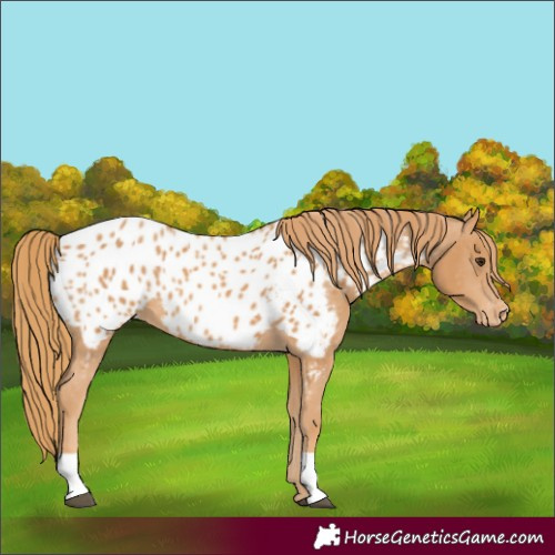 Horse Color:Chestnut Appaloosa 