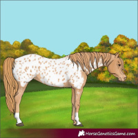 Horse Color:Chestnut Appaloosa