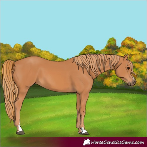 Horse Color:Chestnut 
