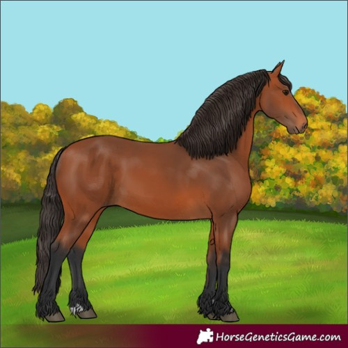 Horse Color:Unknown 