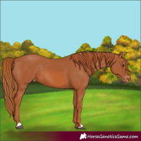 Horse Color:Chestnut Appaloosa 