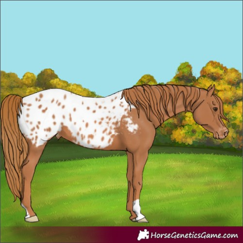 Horse Color:Chestnut Appaloosa