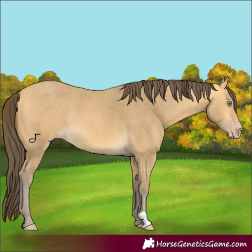 Horse Color:Amber Cream Champagne Rabicano 