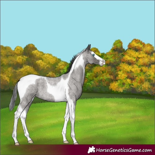 Horse Color:Grullo Roan Splash Tobiano