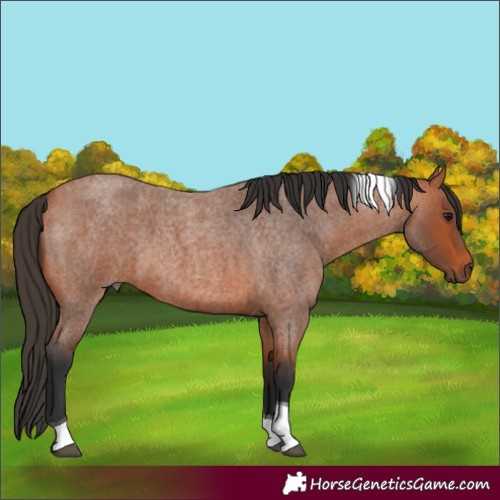 Horse Color:Bay Roan Tobiano