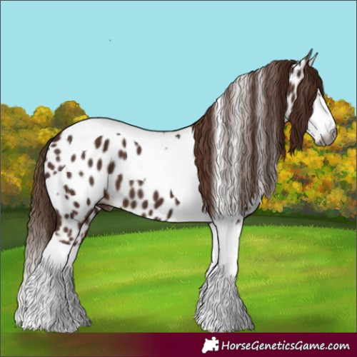 Horse Color:Gray Chestnut Splash Tobiano Appaloosa 
