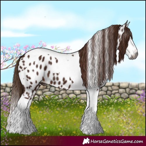 Horse Color:Gray Chestnut Splash Tobiano Near Leopard 