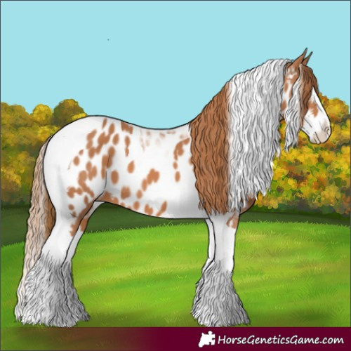 Horse Color:Chestnut Splash Tobiano Appaloosa 
