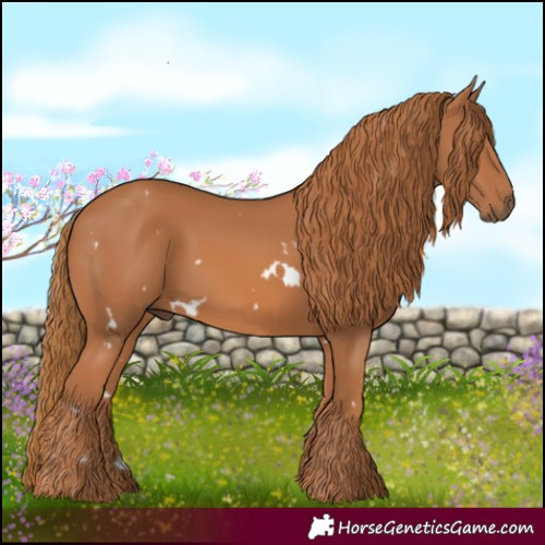 Horse Color:White Spotted Chestnut 
