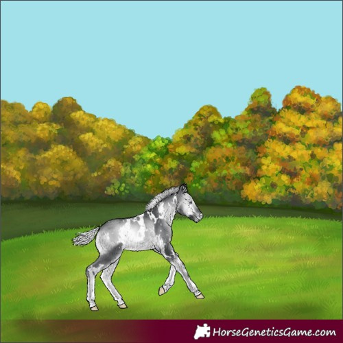 Horse Color:White Spotted Silver Brown Chinchilla Onyx