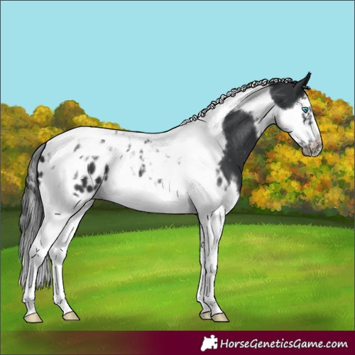 Horse Color:Black Splash Tobiano Frame Appaloosa