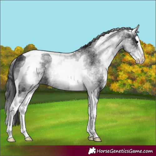 Horse Color:White Spotted Black Splash Tobiano Appaloosa 