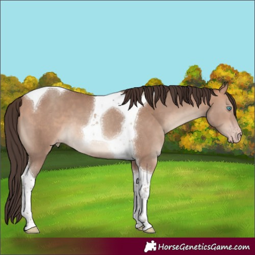 Horse Color:Amber Champagne Tobiano 