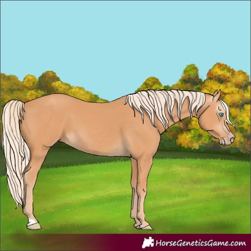 Horse Color:Gray Cremello 