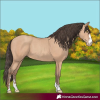 Horse Color:Amber Champagne 