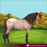 Horse Color:Bay Roan Blanket 