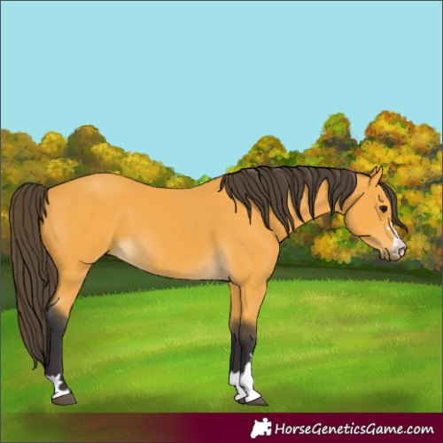 Horse Color:Buckskin 