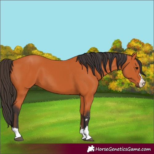 Horse Color:Bay 