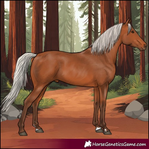 Horse Color:Silver Bay 