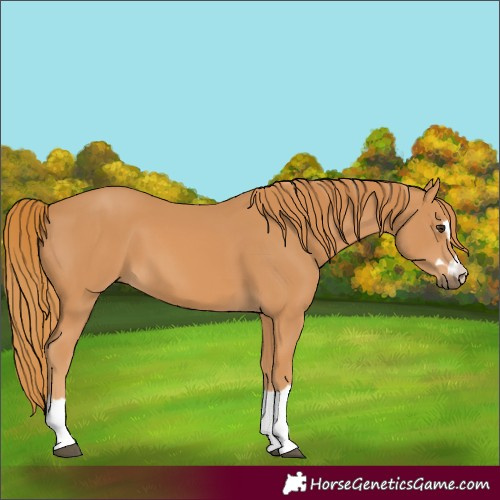 Horse Color:Chestnut 