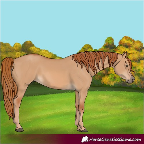 Horse Color:Red Dun